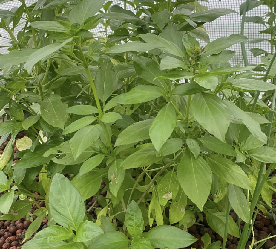 Aquaponic Asian vegetables in autumn